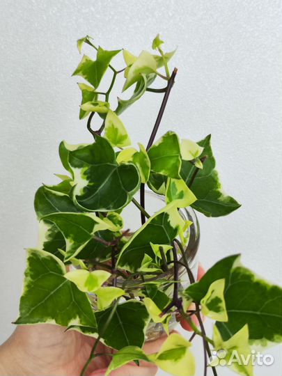 Крестовник крупноязычковый