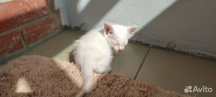 Котята в добрые руки бесплатно