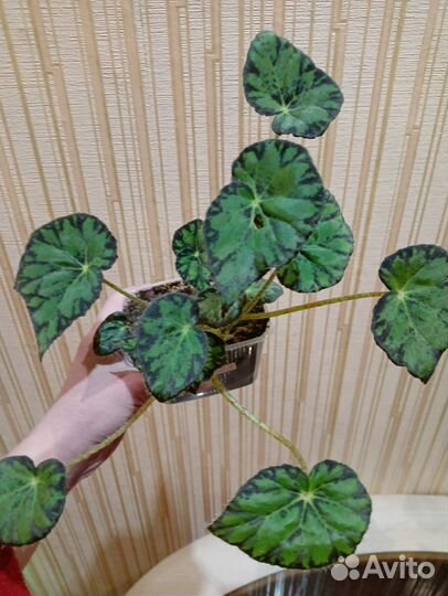 Бегония декоративнолиственная тигровая