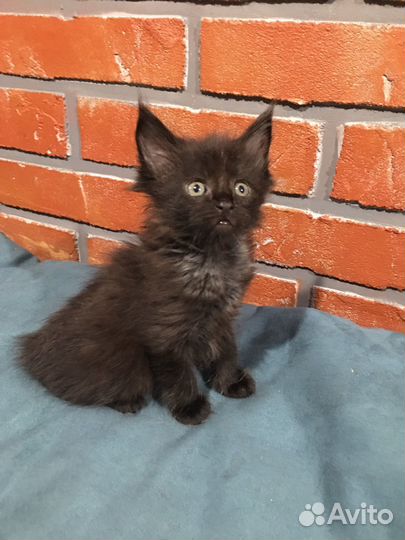 Котята мейн-кун