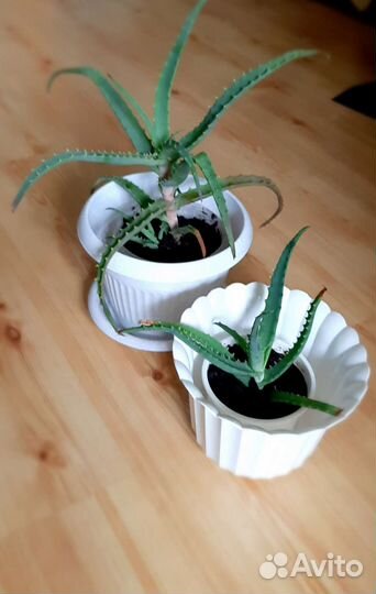 Комнатные цветы Алоэ лекарственный