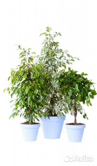 Фикус Бенджамина