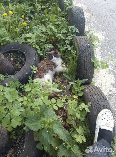 Кошки