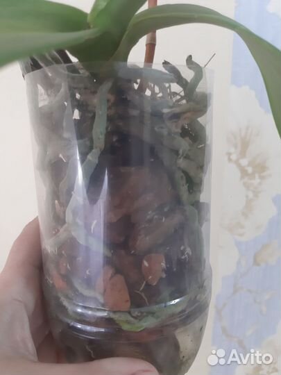 Орхидея Дикий кот