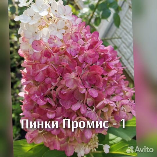 Гортензия метельчатая