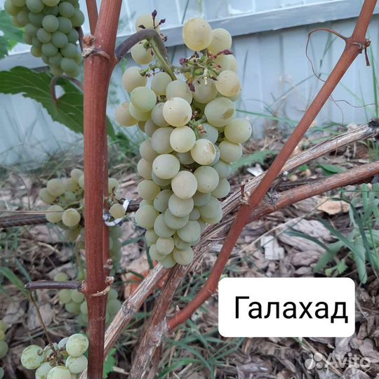 Саженцы винограда