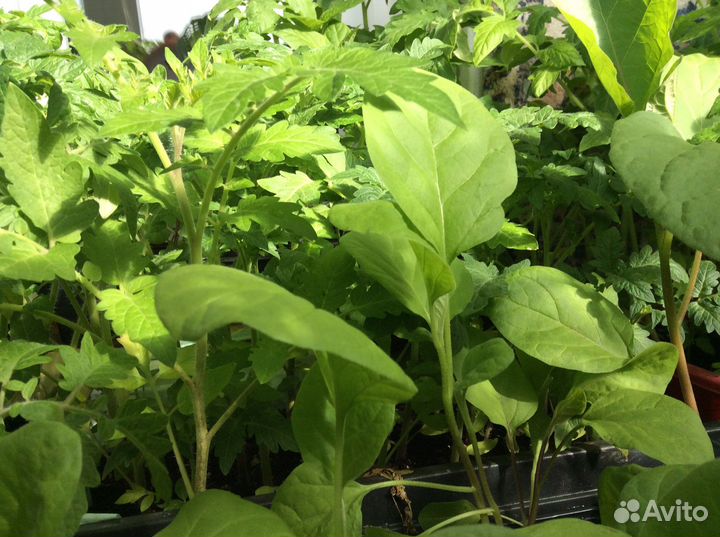 Продам рассаду овощных и цветочных культур