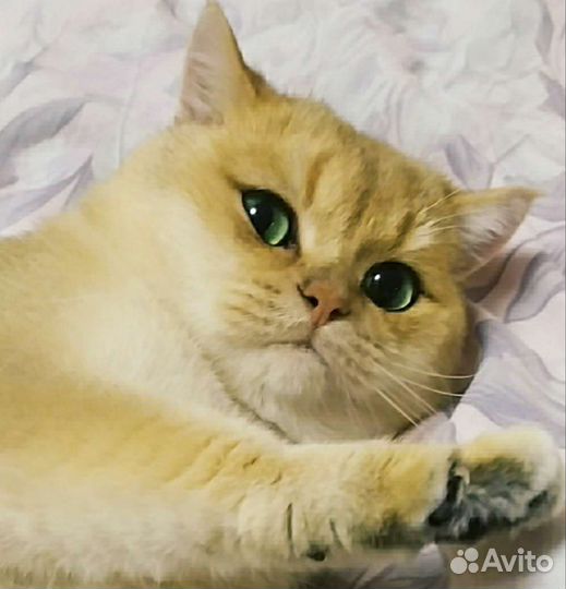 Кот в сапогах)
