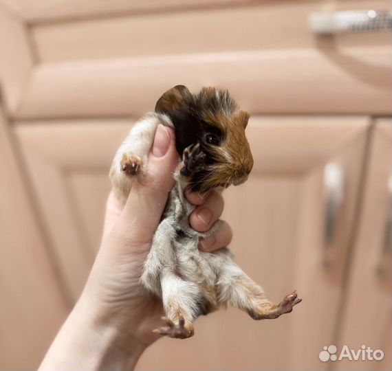 Морская свинка