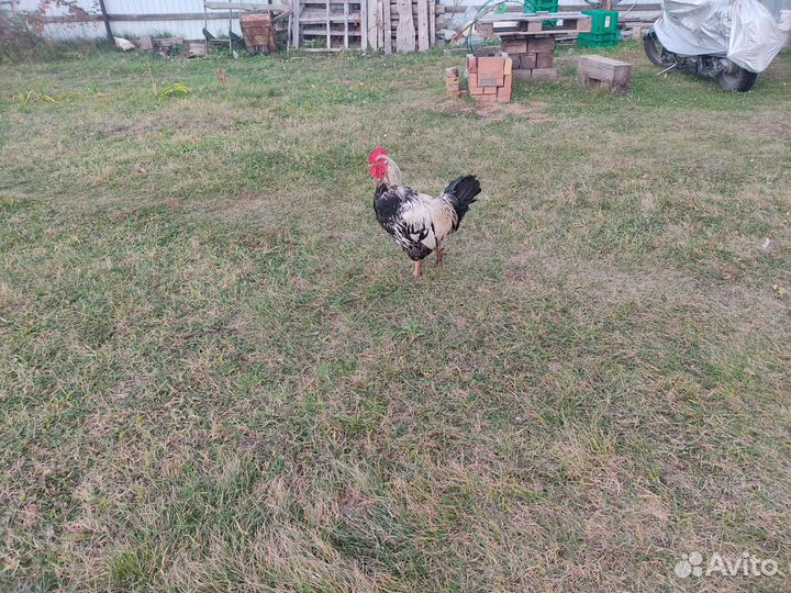 Куры Петух