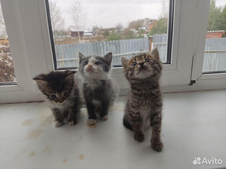 Котята в дар бесплатно