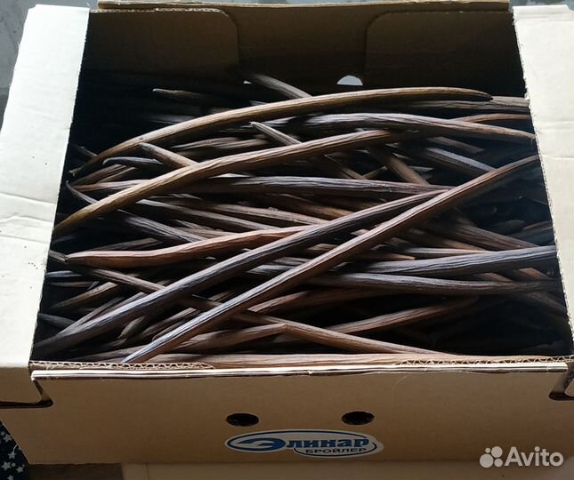 Семена Катальпы