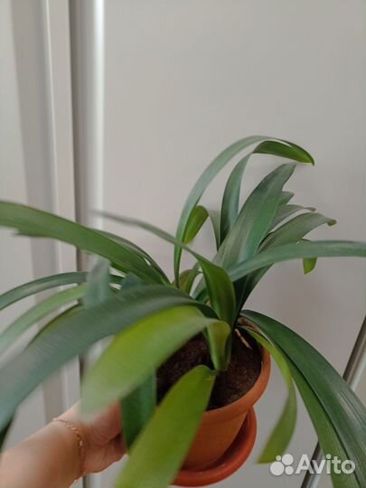 Цветок кливия