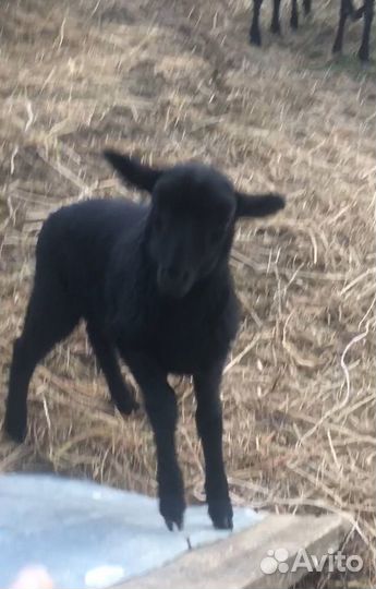 Ягнята,ярки,овцы