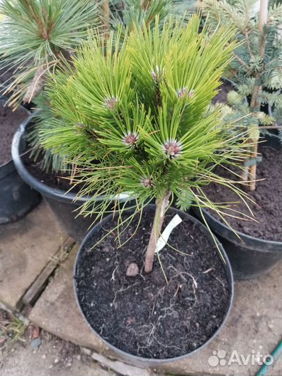 Сосна горная