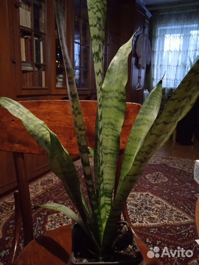 Сансивиерии разных размеров и высоты