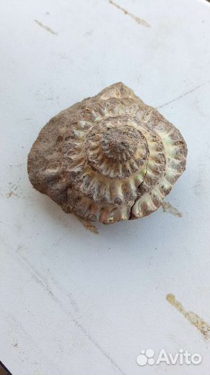 Окаменелости аммониты