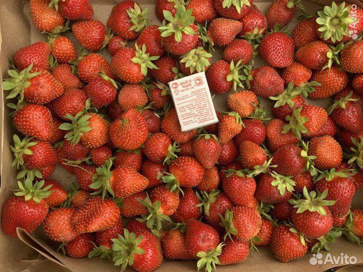 Свежая домашняя клубника