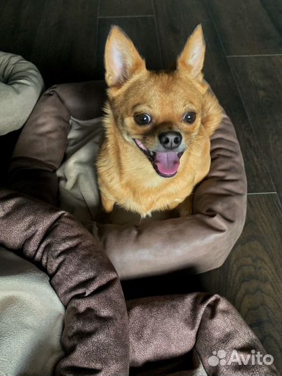 Лежанка для животных новые