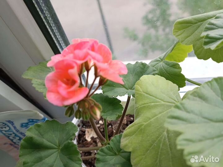 Пеларгония герань разных цветов