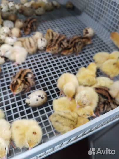 Перепелята