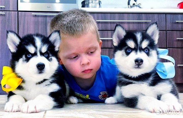 Очень Красивые Щенки Хаски + Женихи для Вязки