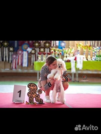 Вязка Карликовый пудель кобель