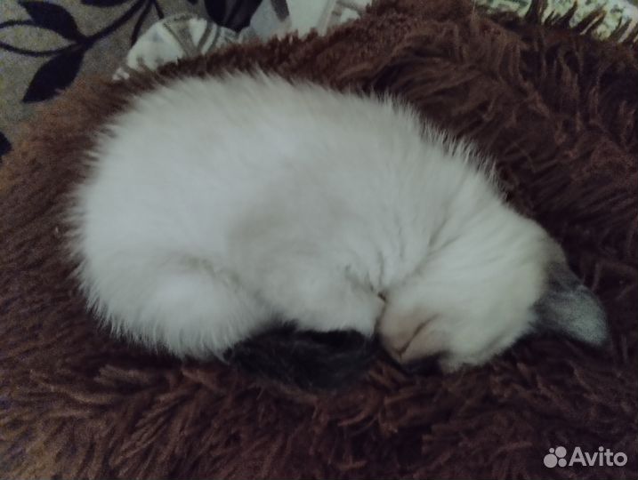 Отдам в добрые руки