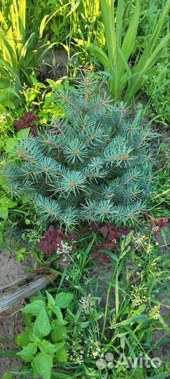 Ель голубая