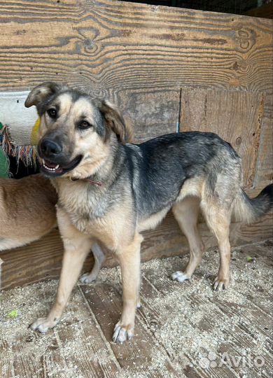 Заберите домой очаровательную собаку из приюта