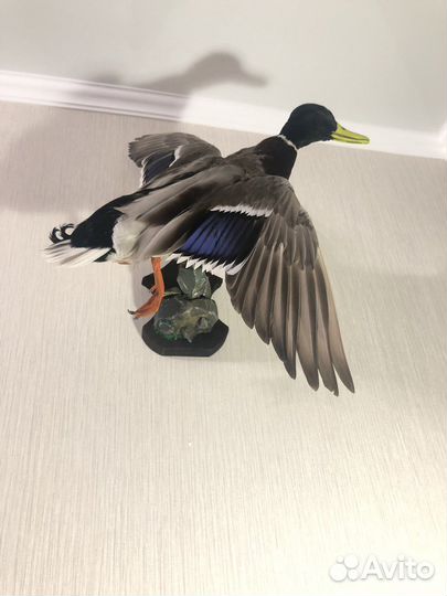 Таксидермия,чучела