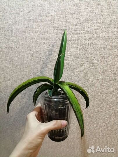 Сансевьерия Dark green clon var