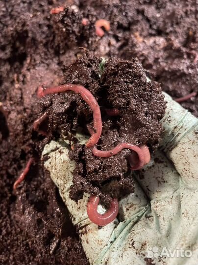Красный калифорнийский червь