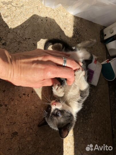 Котята в масках в очень добрые руки