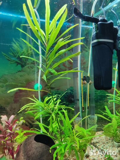 Грунтовые улитки Мелании;Гигрофила; Папоротник