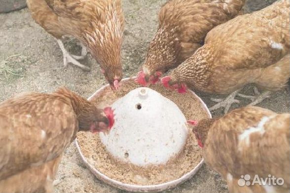 Комбикорм для кур-несушек с доставкой