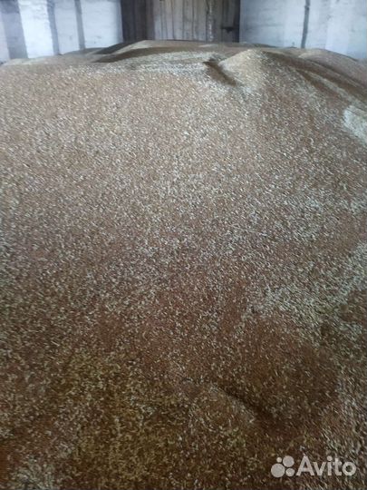 Зерно пшеница ячмень овес