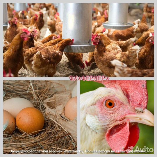 Несушки на яйцо
