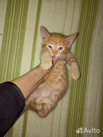 Котëнок на счастье