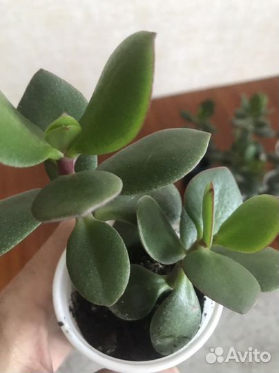 Толстянка (денежное дерево)