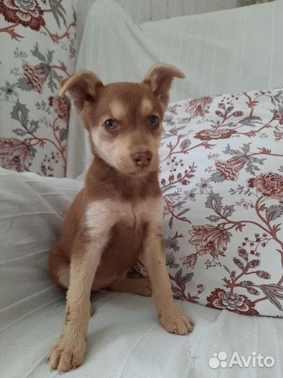 Щенки ищут семью