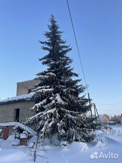 Ель новогодняя живая большая