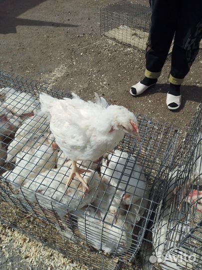 Домашняя птица