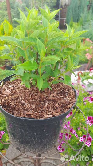 Гортензия метельчатая Вайт Лайт