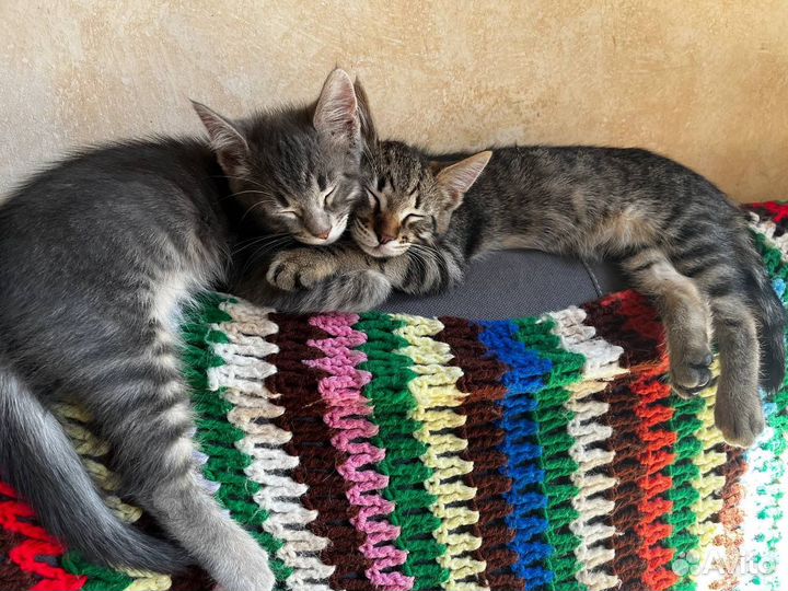 Котики ищут семью