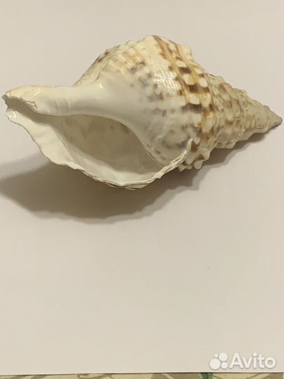 Морская ракушка раковина