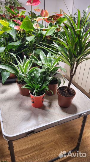 Пальма драцена