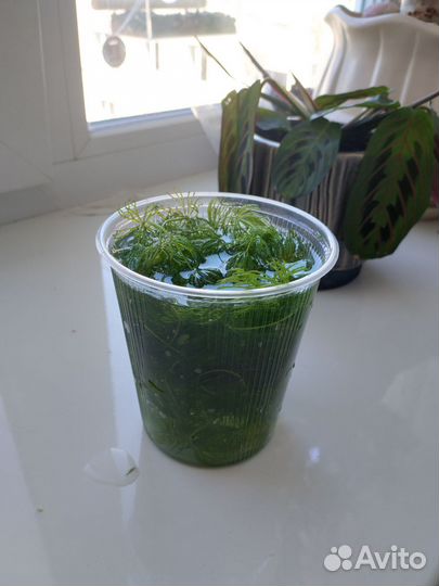 Роголистник в аквариум