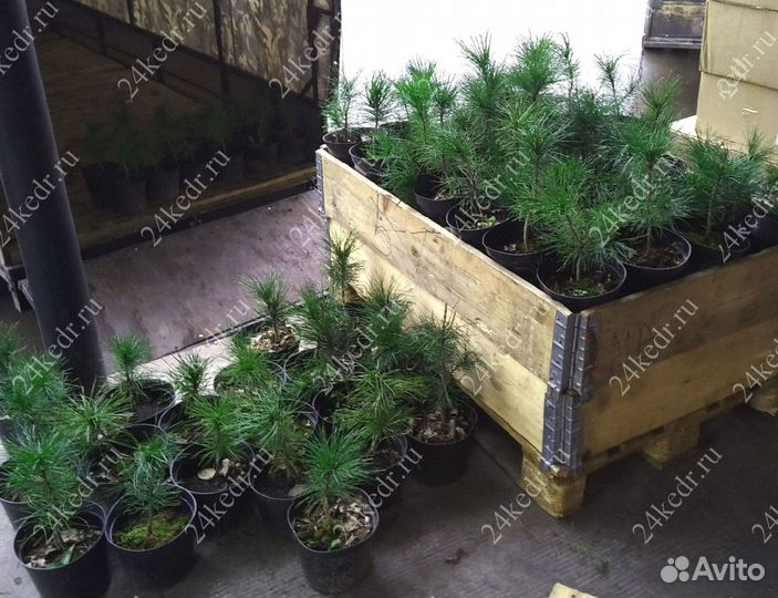 Саженцы кедра от производителя