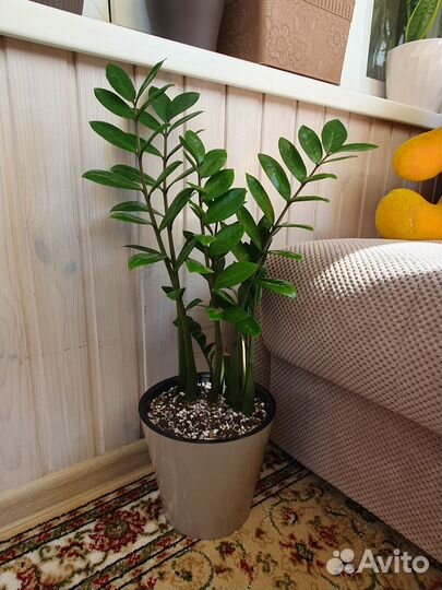 Замиокулькас